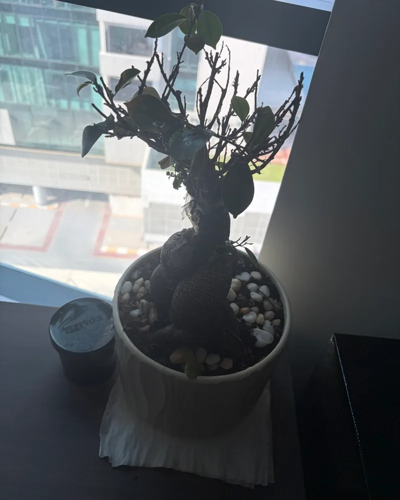 Ficus Bonsai