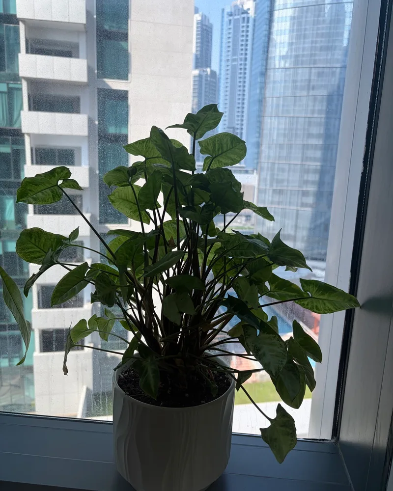 Syngonium