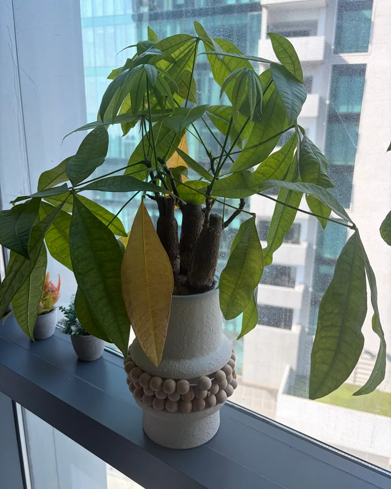 Pachira (Money Tree)