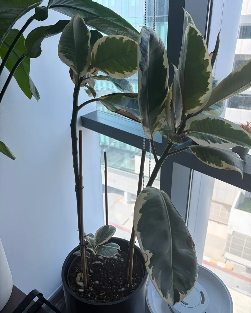 Rubber Plant