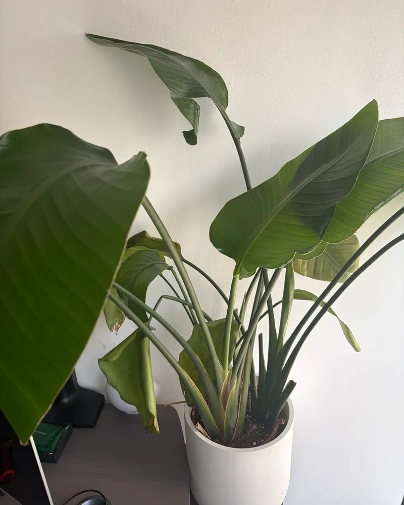 Bird of Paradise