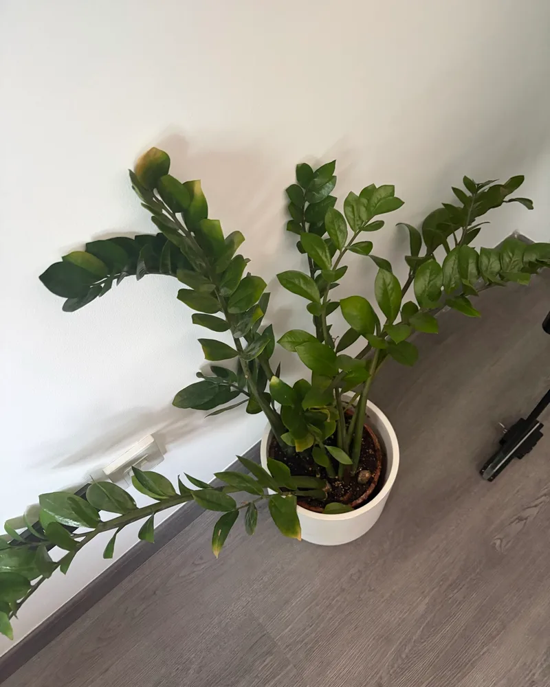 ZZ Plant
